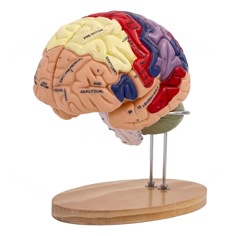 Medical Lab Science - 2X Zoom Deluxe Brain Model Anatomy