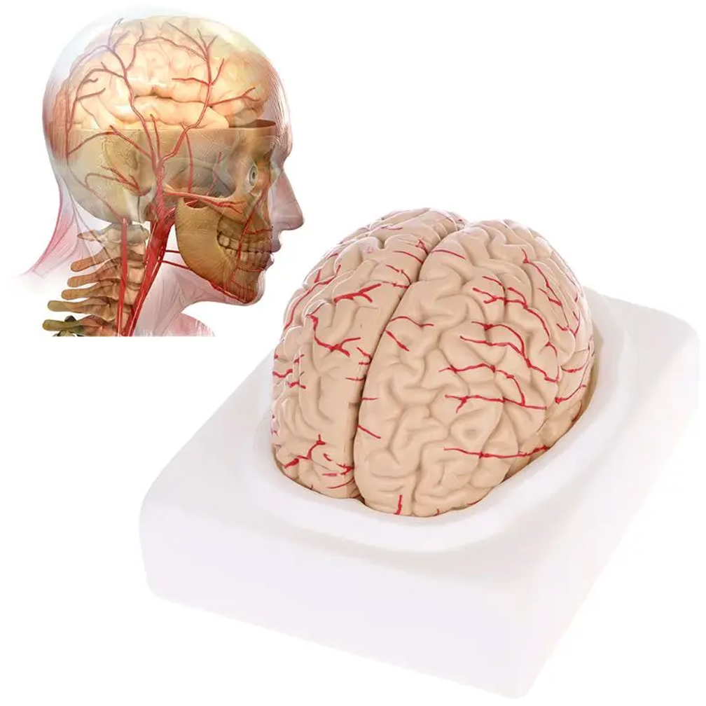 Human Life Size Brain Anatomy  - Medical Lab Study 评论和价格