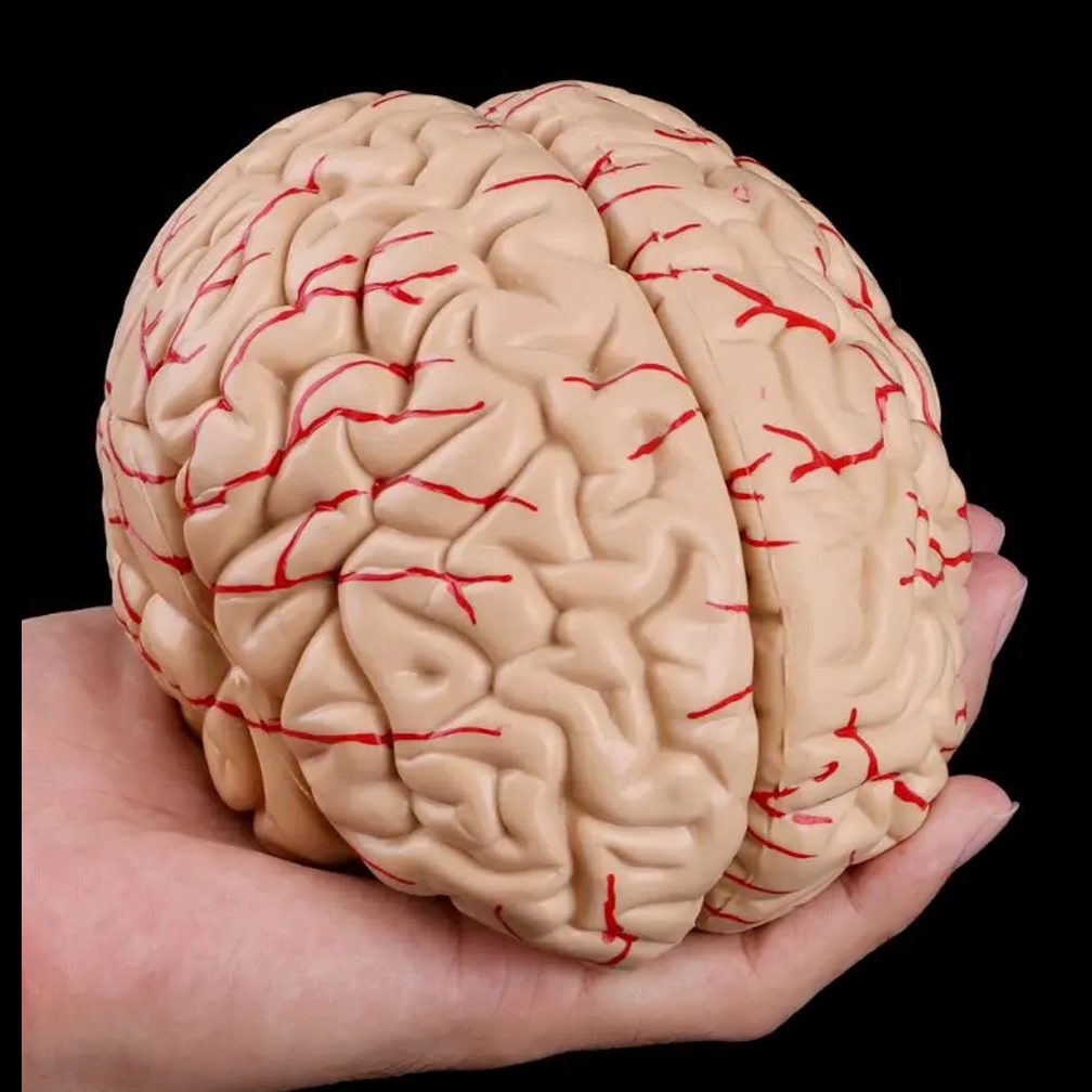 Human Life Size Brain Anatomy  - Medical Lab Study 评论和价格