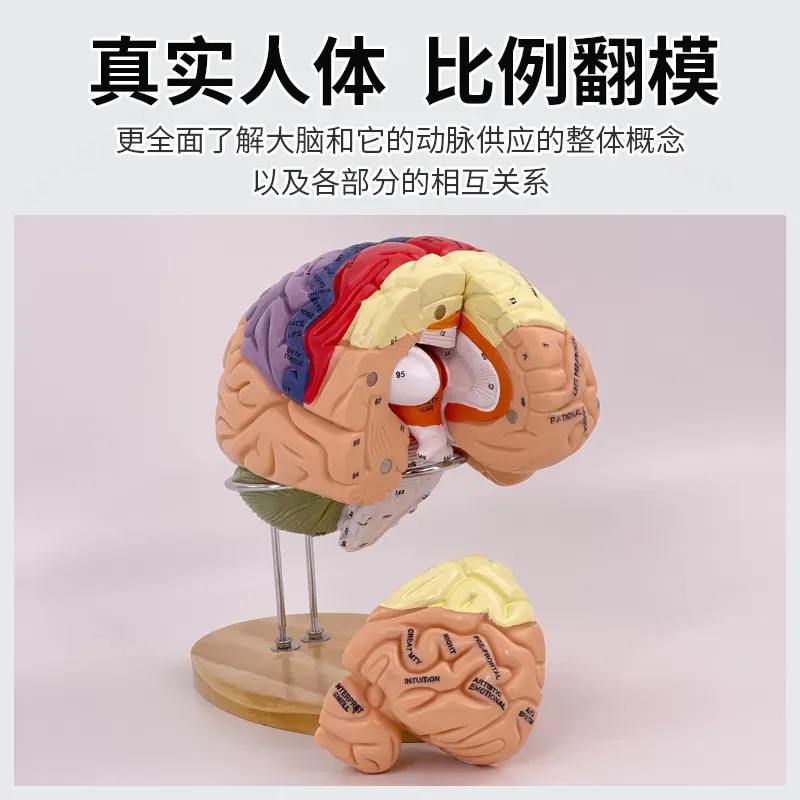 2X Zoom Deluxe Brain Model Ana - Medical Lab Science 评论和价格