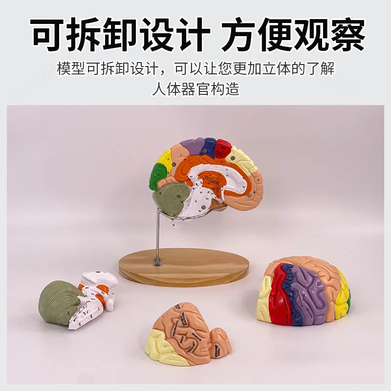 2X Zoom Deluxe Brain Model Ana - Medical Lab Science 评论和价格