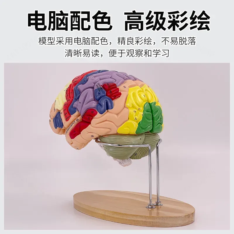 2X Zoom Deluxe Brain Model Ana - Medical Lab Science 评论和价格