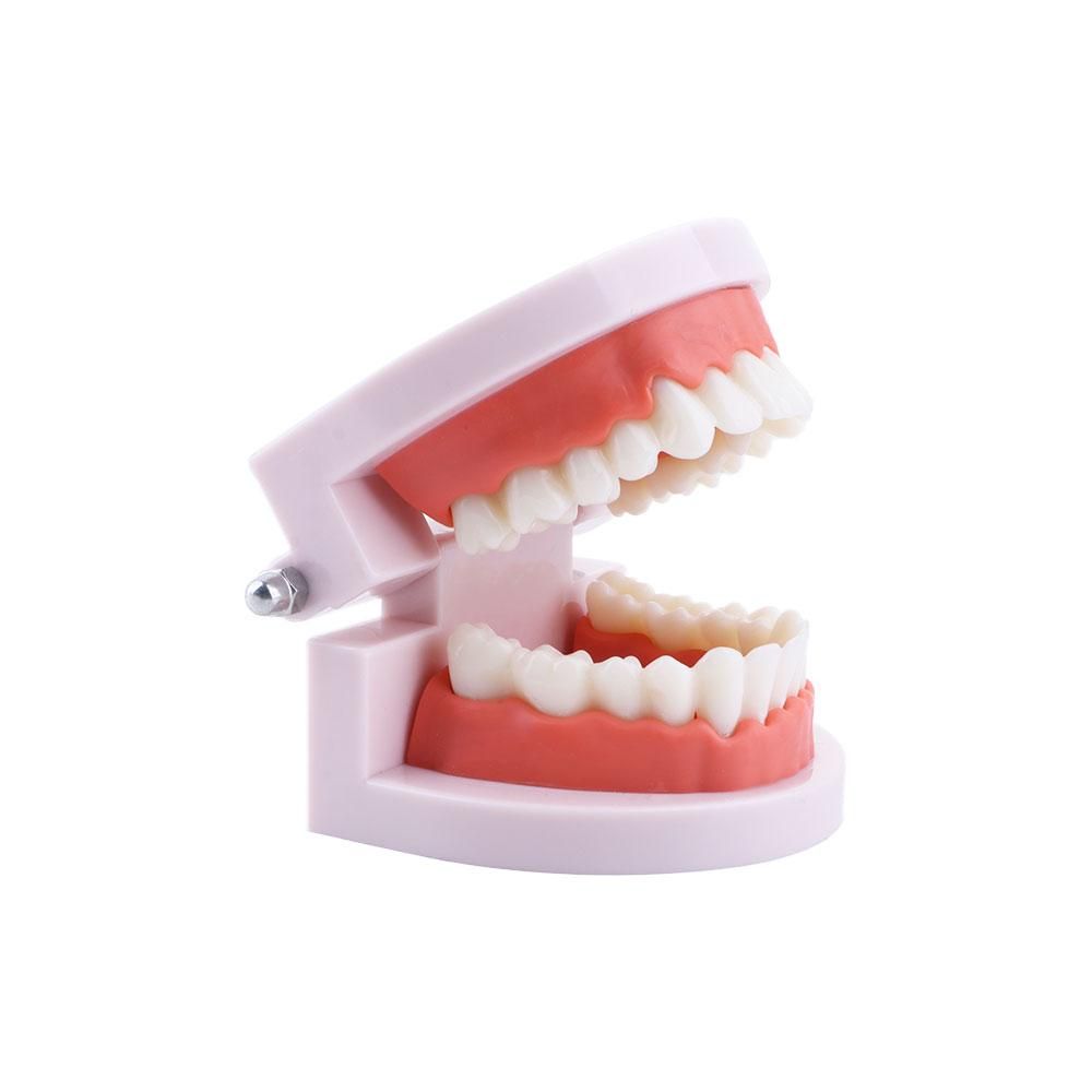 Pro White Lab Typodont Demonst - Medical Lab Study 评论和价格