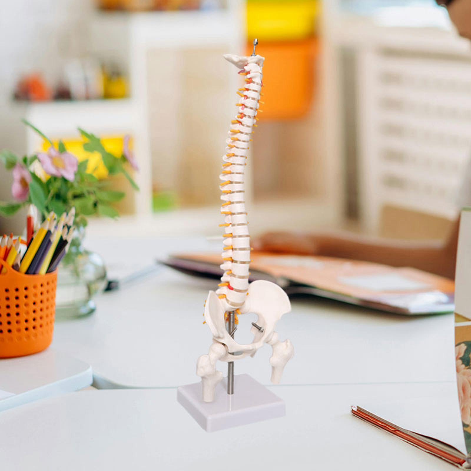 Human Spine Model 17.7inch for - Medical Lab Study 评论和价格