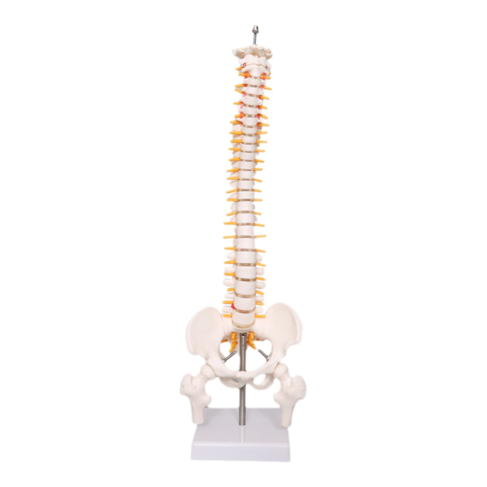 Human Spine Model 17.7inch for - Medical Lab Study 评论和价格