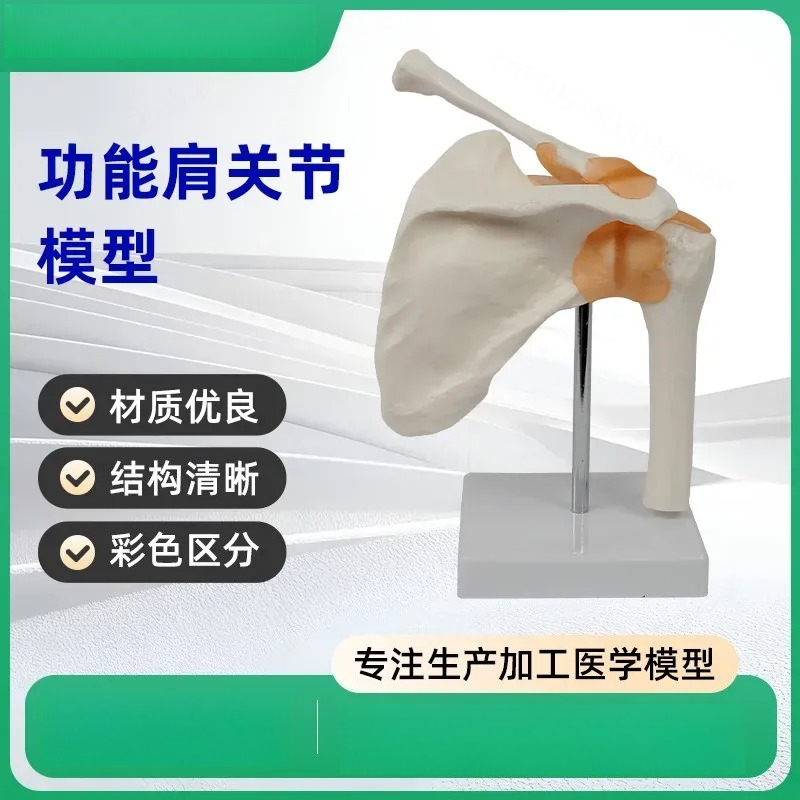 Functional Shoulder Joint Mode - Medical Lab Study 评论和价格