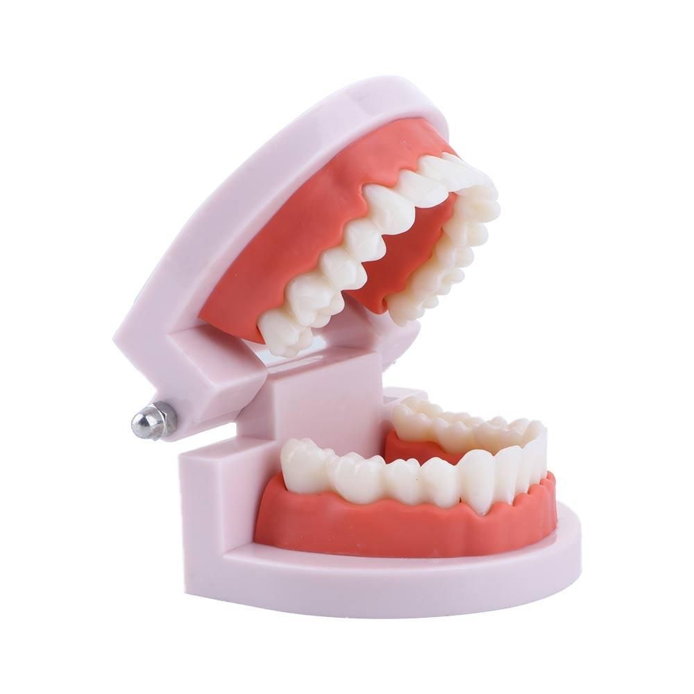 Lab Adult Oral Education Typod - Medical Lab Study 评论和价格