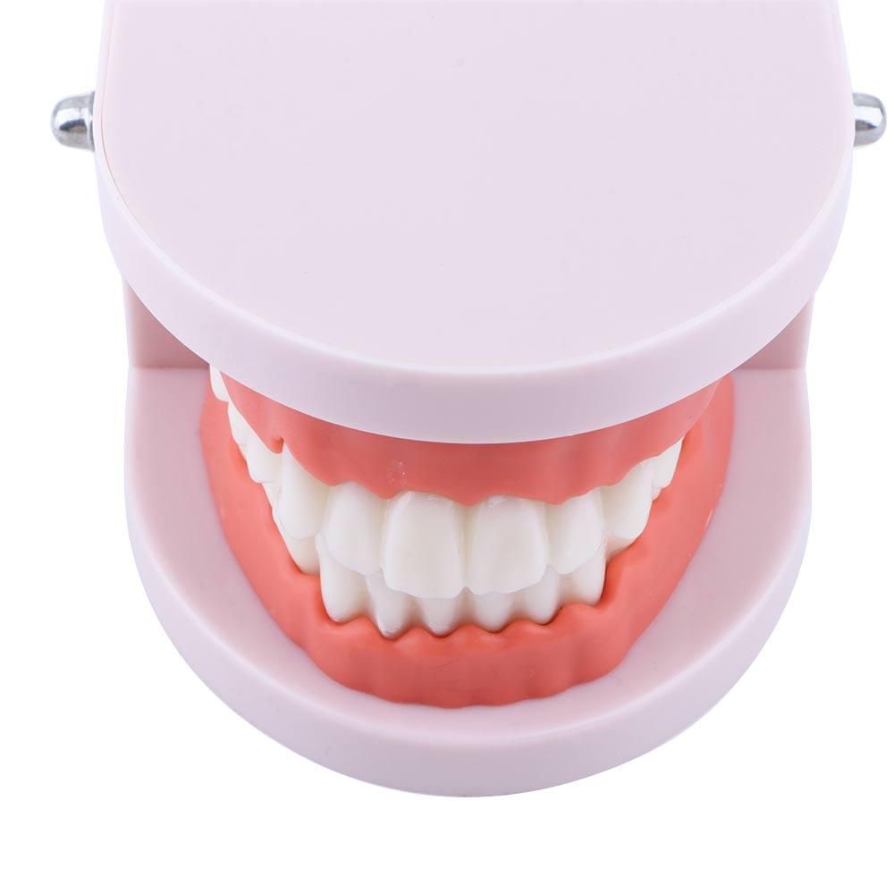 Lab Adult Oral Education Typod - Medical Lab Study 评论和价格