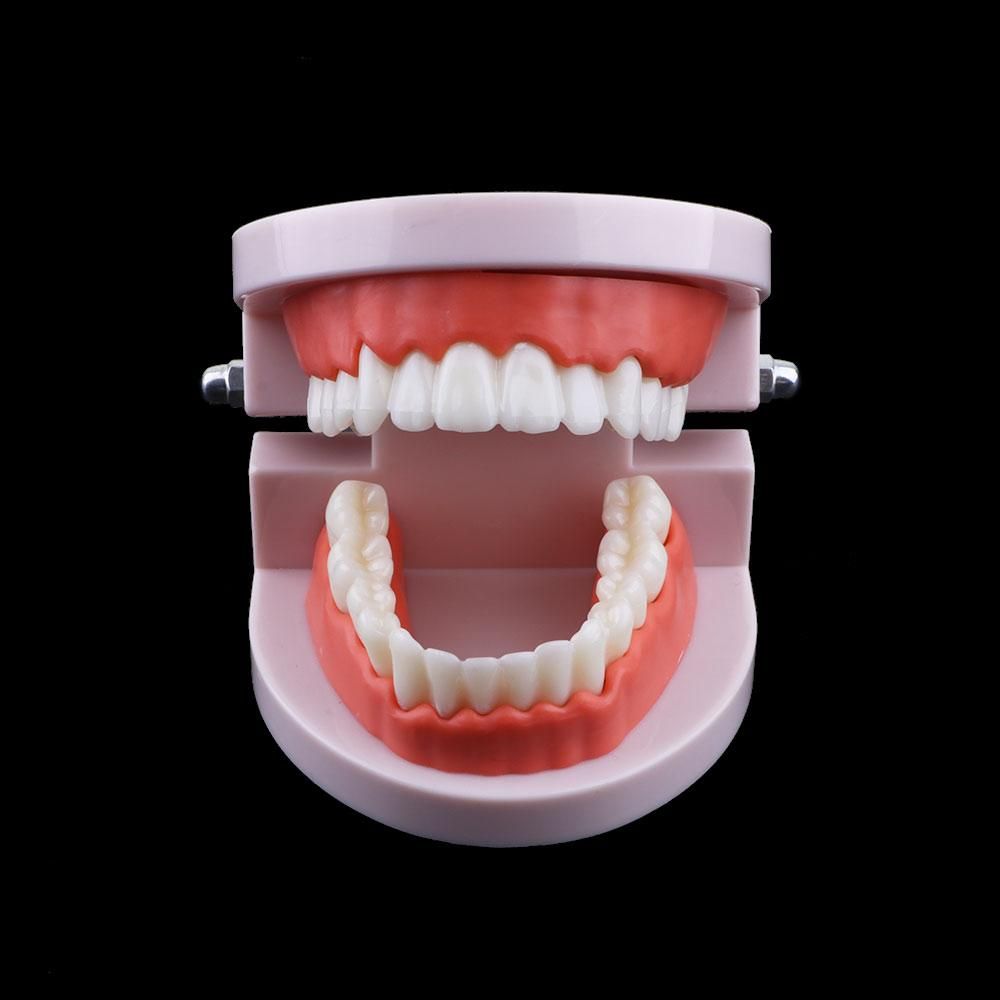 Lab Adult Oral Education Typod - Medical Lab Study 评论和价格